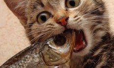 开云体育中国官网-绿茵与硬木的交响，从巴黎淘汰赛到NBA总决赛，竞技之巅的唯一性启示