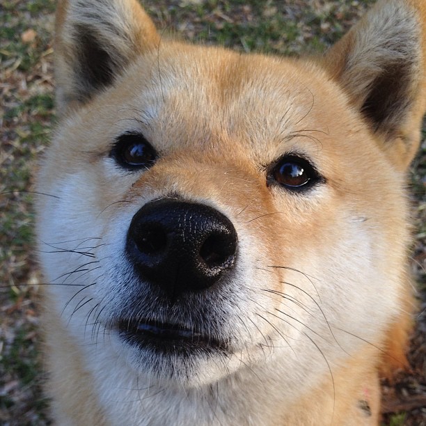 格列兹曼压制级演出导演胜利，多特蒙德体系横扫尼日利亚防线